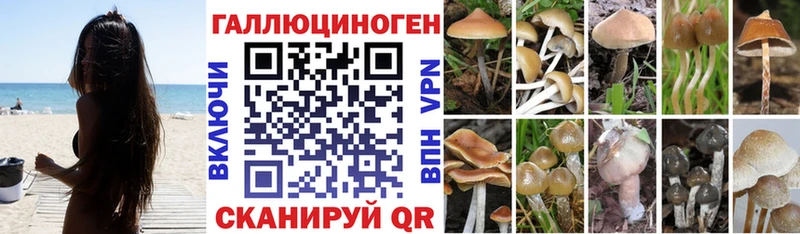 Галлюциногенные грибы Psilocybine cubensis  купить   Южно-Сухокумск 